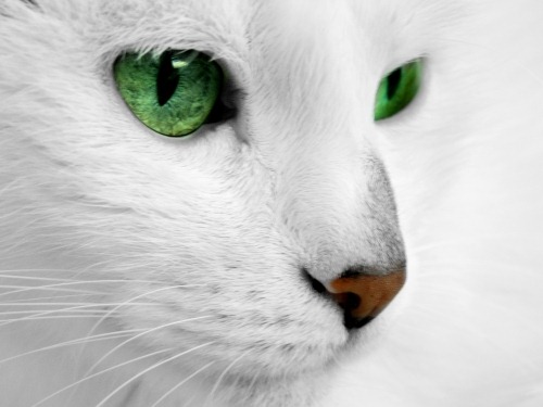 [fotos-en-blanco-y-de-ojos-verdes-de-gato-nb19319%2520%25281%2529%255B5%255D.jpg]