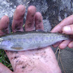 MF Salmon River Idaho 149.JPG
