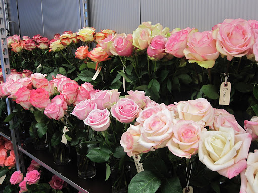 The flowers are usually kept in the store that is cool and kept at about 40 degrees fahrenheit. For the flower show the shop has a warmer temperature, 62 degrees fahrenheit -- which helps the flowers open.