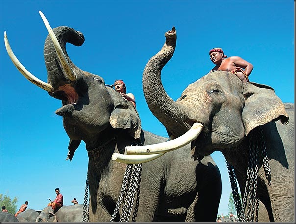 poze elefanti