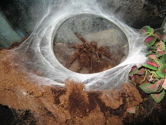 [giant-largest-spider-8%255B2%255D.jpg]