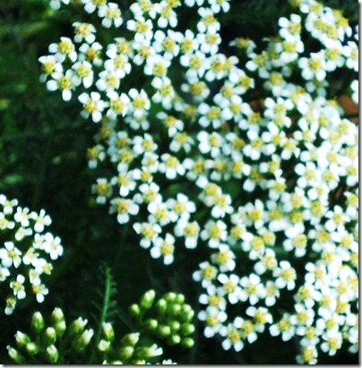 Garden13