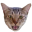 [ryu-icon%255B2%255D.png]