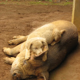  &ndash; Puppy Cleaning Pig's Ear