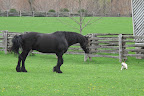 Sasa!  It's nice to see you wearing your natural coat again!  It's a very handsome and shiny Friesian black.