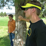 Tree Leaning
