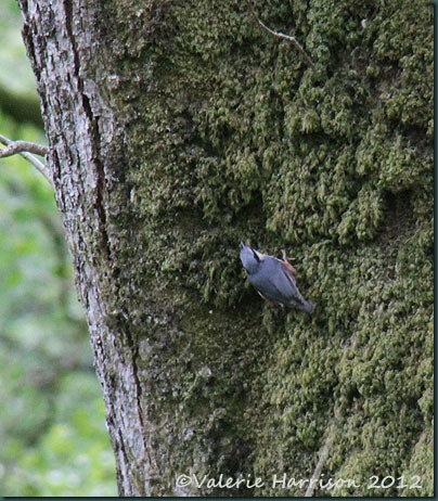 46-nuthatch