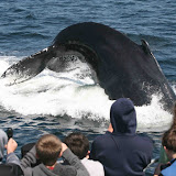 Humpback whale