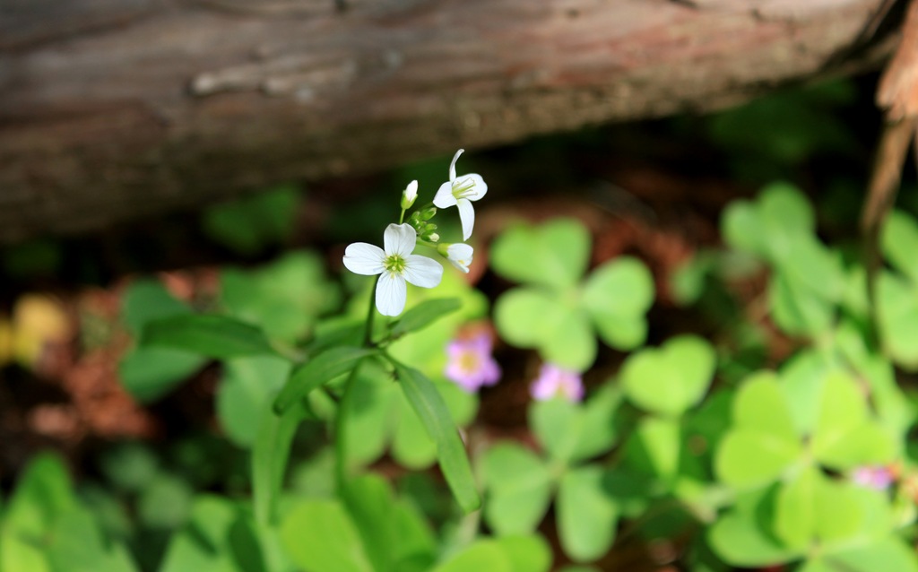 [MuirWoods5995.jpg]
