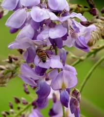 Bees And Raindrops On Our Wisteria