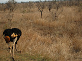 South Africa - 008.JPG