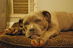 A kind vet, offered to help with discounted surgery for Trip.
