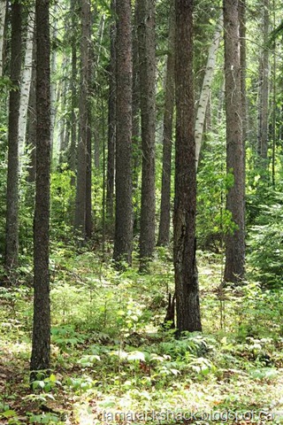 [camp5%255B4%255D.jpg]