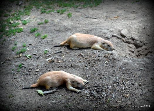 Prairie dogs sleeping