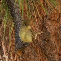 Pacific Slope Flycatcher