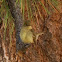 Pacific Slope Flycatcher