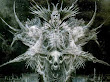 Lord Of Dead In White