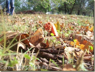 Garden stuff - Nov 2011- Fall mushroom 024