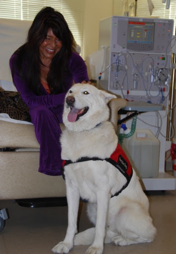 Arrow (now)- happy and hard at work as a service dog!