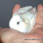 Male white budgie White on back.jpg