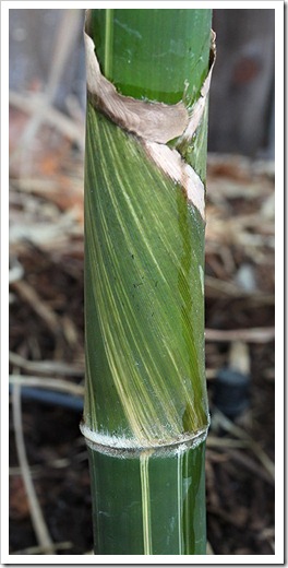 110811_bambusa_textilis_mutabilis_06 110811_bambusa_textilis_mutabilis_06