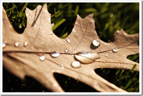 leaf