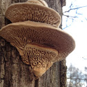 Thick-maze Oak Polypore