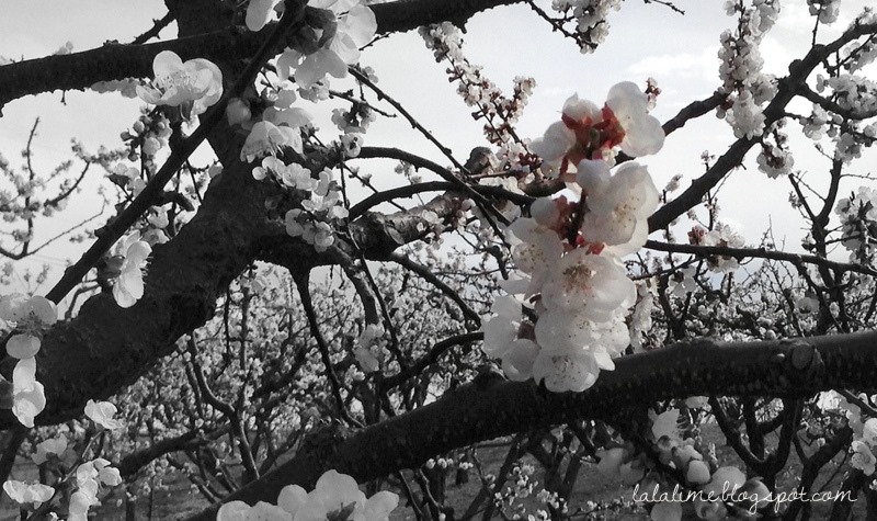 [spring%2520blossoms%2520April%25202013%2520%25281%2529%255B4%255D.jpg]