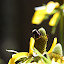 L'abeille au bois dormant (pour toi, lolo).