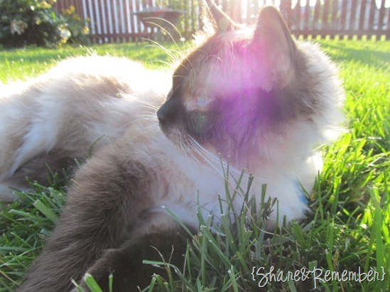 stormygrass
