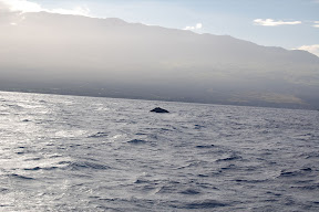 DSC_0831.JPG