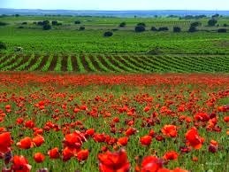 [Alentejo%255B2%255D.jpg]