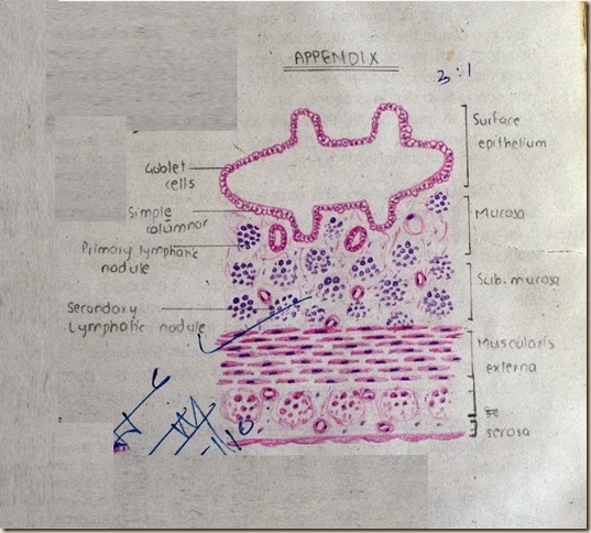 Appendix high resolution histology diagram