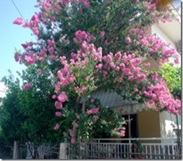 ΛΑΓΚΕΣΤΡΕΜΙΑ-ΛΑΓΓΕΣΤΡΕΜΙΑ-ΛΑΓΚΕΡΣΤΡΙΜΙΑ- LAGERSTROEMIA-3 ΛΑΓΚΕΣΤΡΕΜΙΑ-ΛΑΓΓΕΣΤΡΕΜΙΑ-ΛΑΓΚΕΡΣΤΡΙΜΙΑ- LAGERSTROEMIA-3