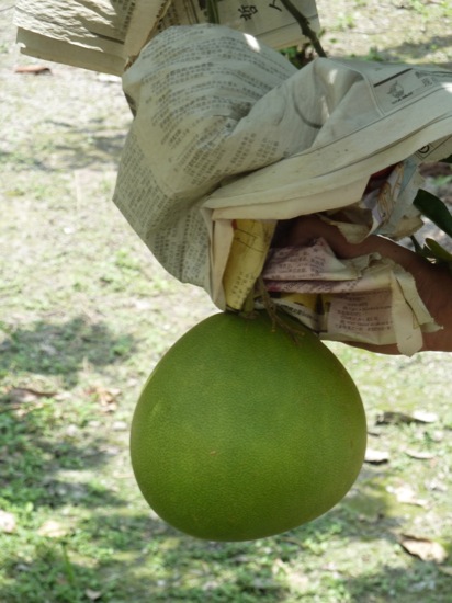 P1050148.jpg Pamelo - Citrus maxima - again the paper is to protect the fruit from insects and the sun