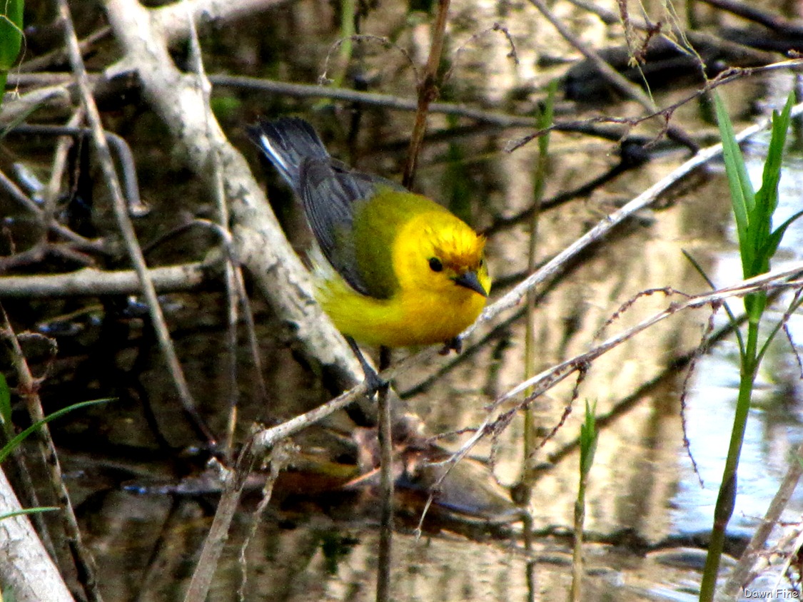 [Prothonatary-Warbler-27.jpg]