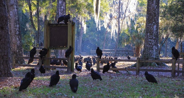 Vultures Manatee Springs