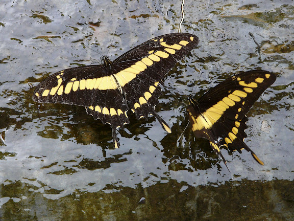 Papilio thoas cinyras MÉNÉTRIÉS, 1857. Rio Zongo (alt. 600 m). Bolivie, 27 janvier 2008. Photo : J. F. Christensen