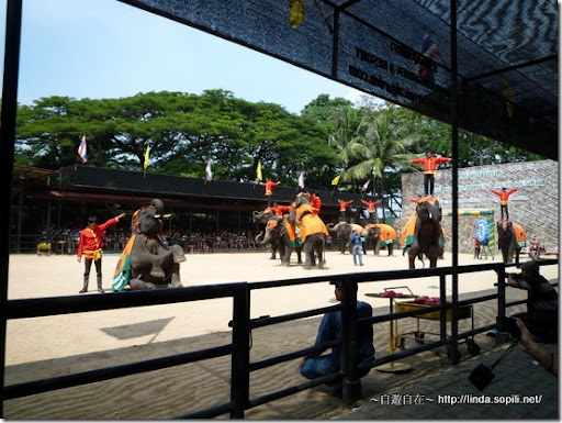 泰國東芭樂園-大象啦啦隊