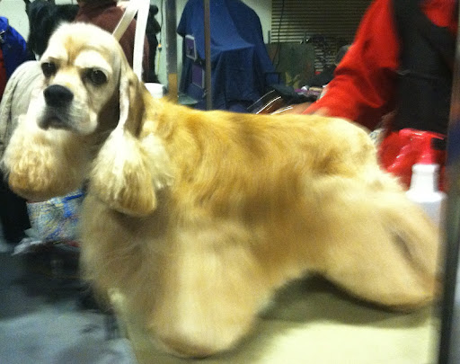 Cocker Spaniel