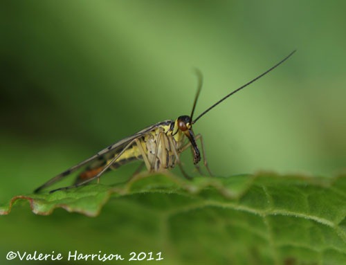 [scorpion-fly%255B3%255D.jpg]