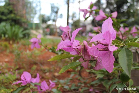 the flowers of baguio 2