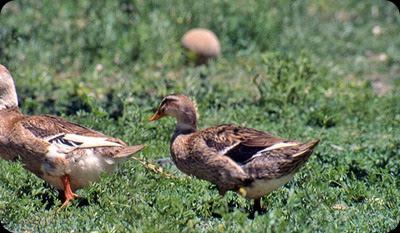 neuquen patos