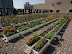Green rooftop at Fairmont Queen Elizabeth
