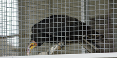 Yellow Headed Vulture Exotic Game Farm spring Yellow Headed Vulture Exotic Game Farm spring