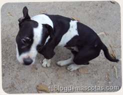 Miedo al ruido en los perros Miedo al ruido en los perros