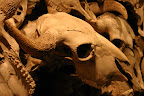 Buffalo skull