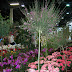 Floralia virágünnep / DSCN0623.JPG