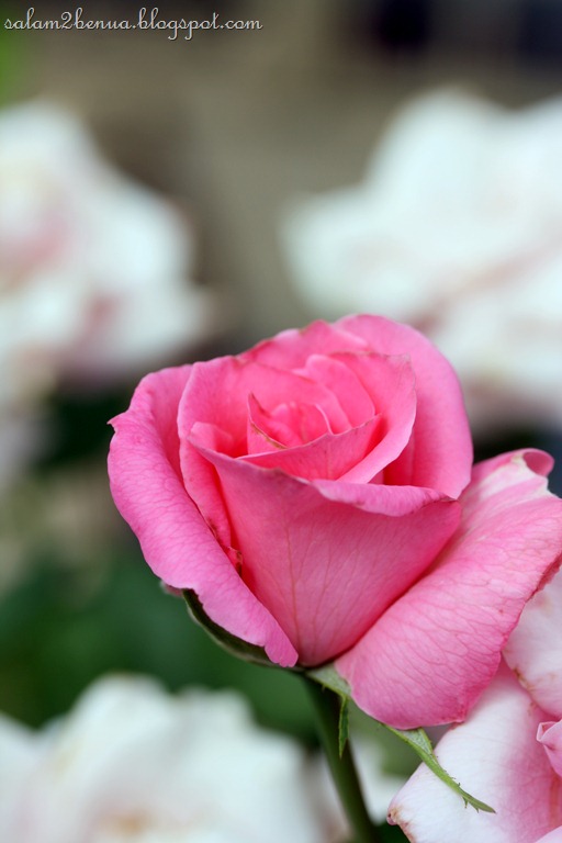 [IMG_3946%255B9%255D.jpg]