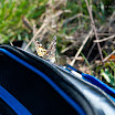 DSC_7229.jpg